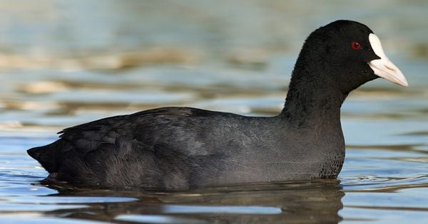 Chim Sâm Cầm - Loài Chim Quý Hiếm Từ Thiên Nhiên Hoang Dã