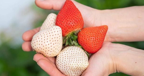 Dâu Bạch Tuyết - Viên Ngọc Quý Hiếm Từ Nông Trại Nhật Bản