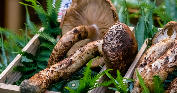 Nấm Tùng Nhung Giá Bao Nhiêu? Tìm Hiểu Loại Nấm Đắt-Xắt-Ra-Miếng!