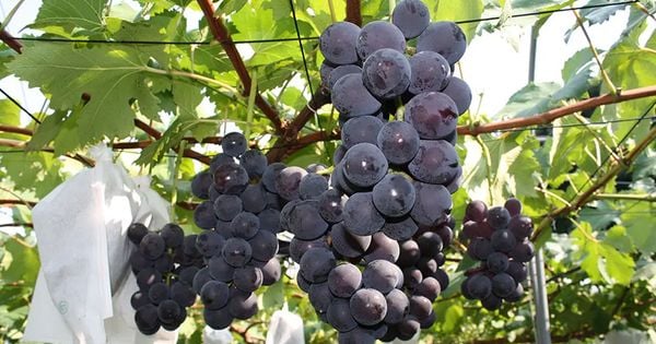 Nho Kyoho - Giống Nho Đen Cao Cấp Từ Nhật Bản