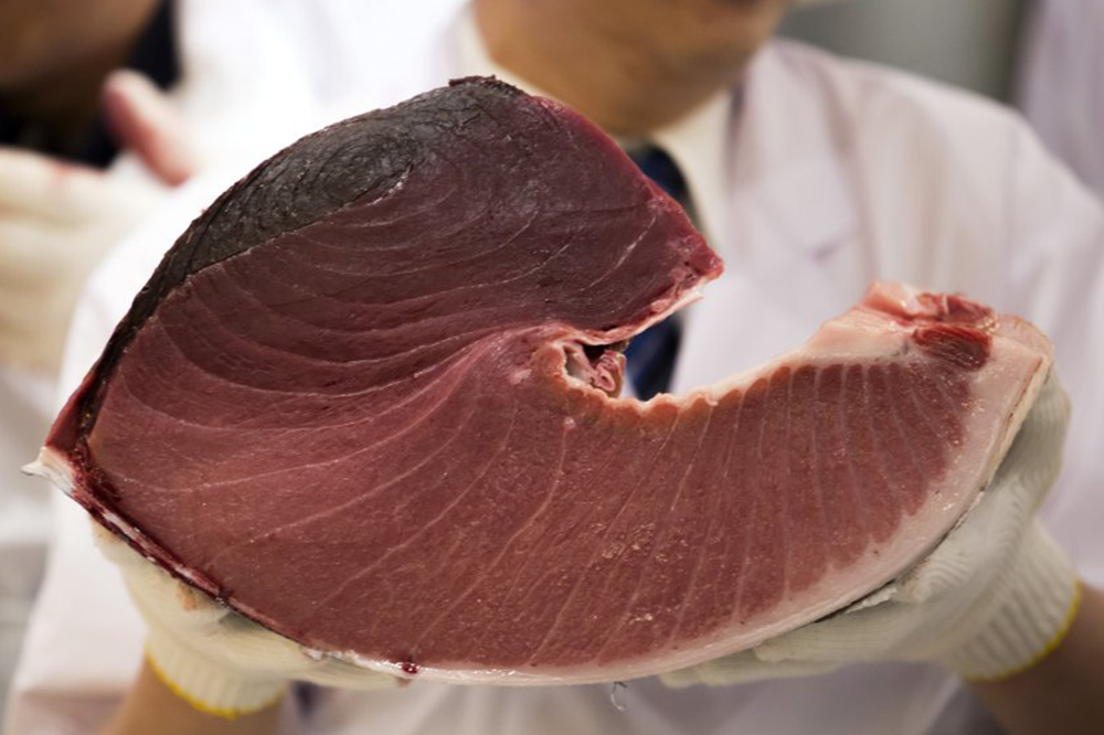 giá cá ngừ vây xanh