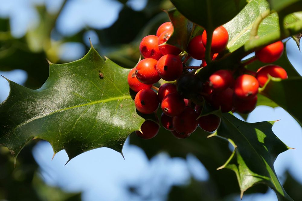 holly and berry gold