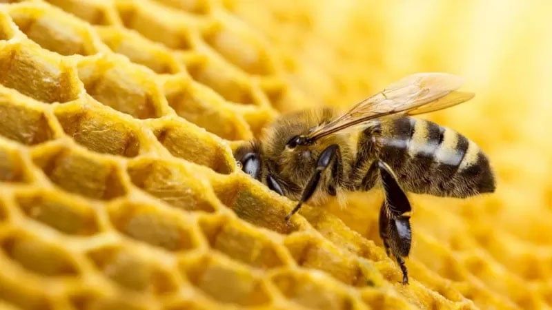 Mật ong - siêu thực phẩm và dược phẩm tự nhiên