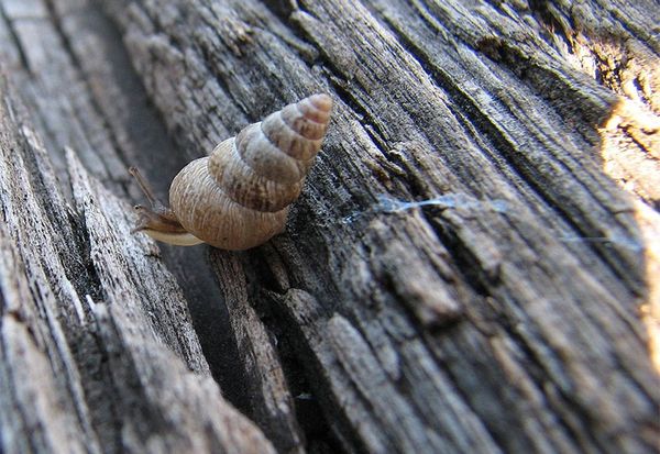 Làm đẹp bằng chất nhầy của ốc sên (snail slime)