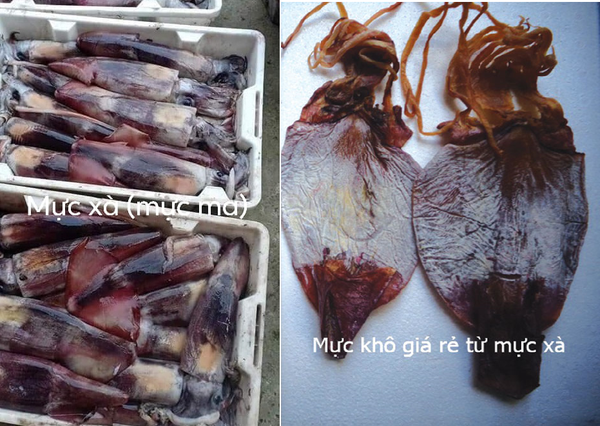 PHÂN BIỆT MỰC XÀ MỰC LÁ ĐẠI DƯƠNG MỰC ỐNG  mythuyenfisheries