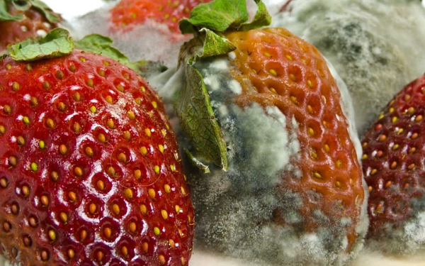 Bảo quản thực phẩm