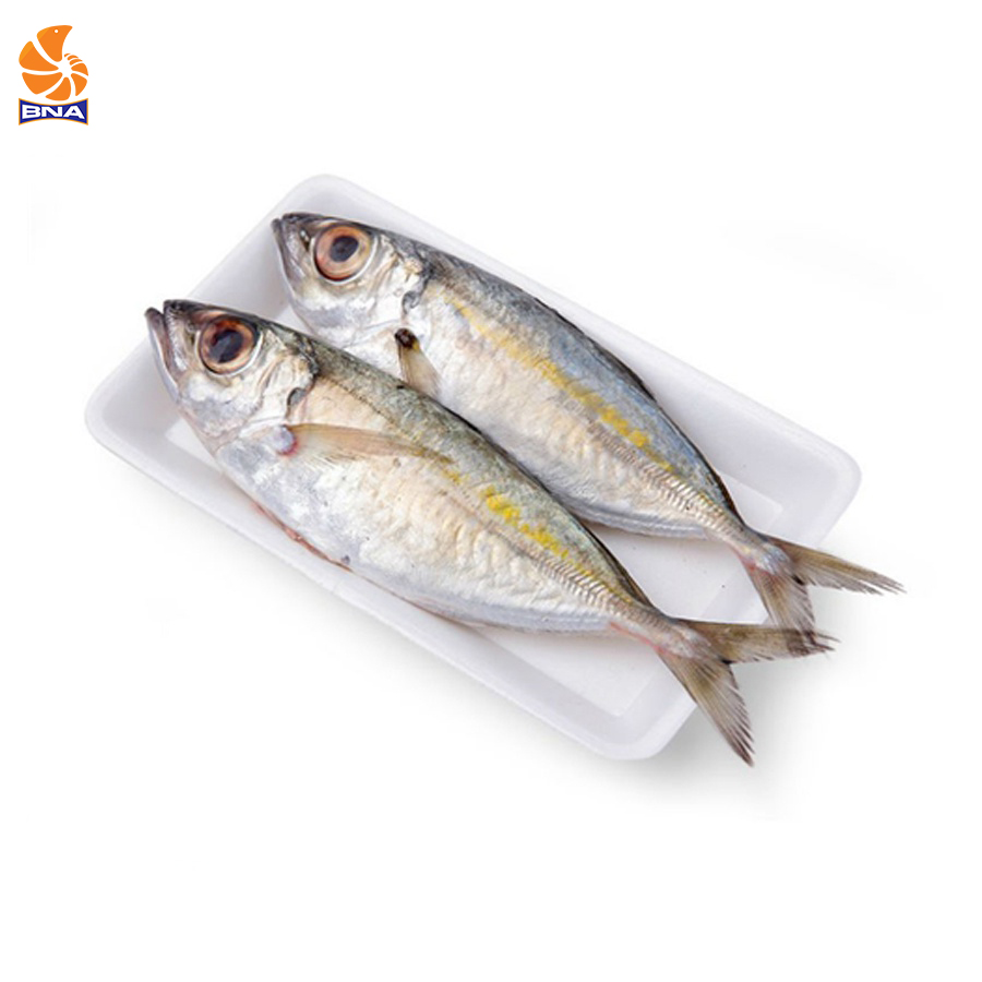 Cá bạc má đông lạnh