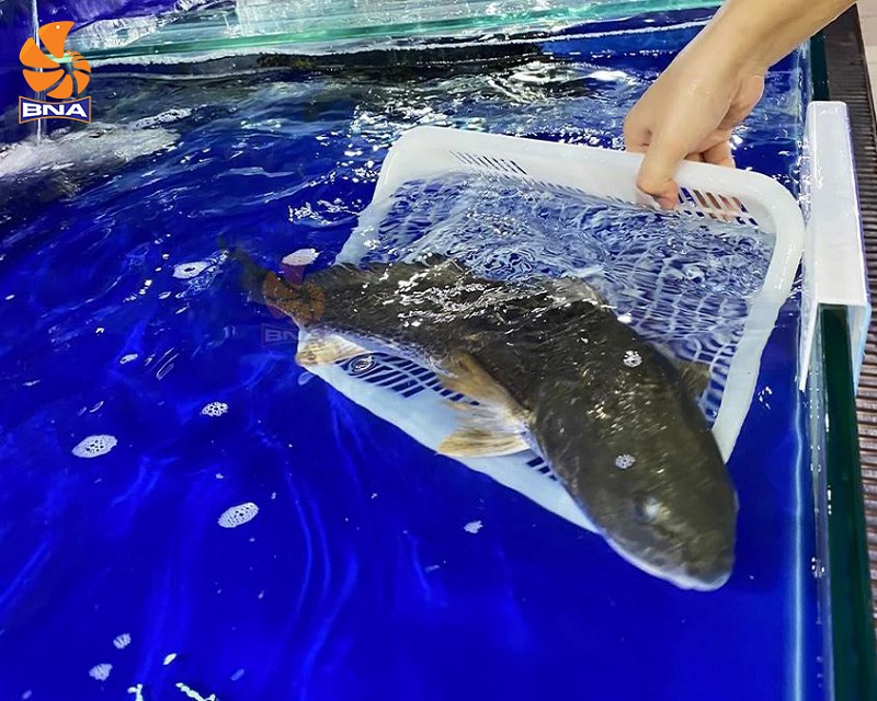 Cá hồng Mỹ tươi sống