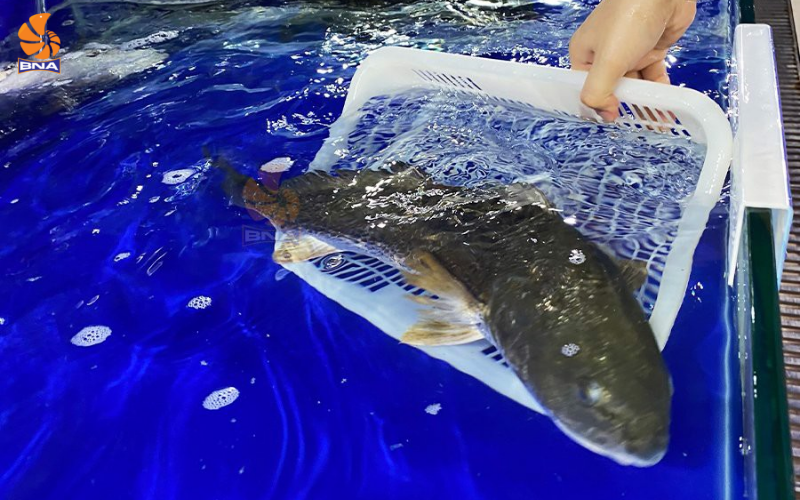 Cá hồng mỹ tươi sống