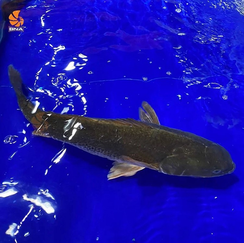 Cá hồng Mỹ tươi sống