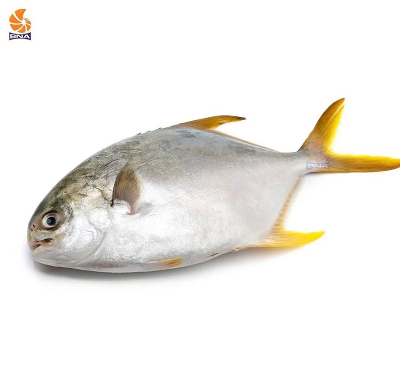 Cá chim ngon và giàu dinh dưỡng