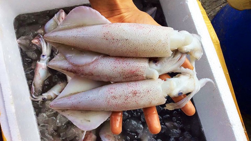 Mực câu tươi ngon