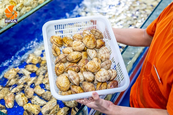 Ngao sần BNAFOODS