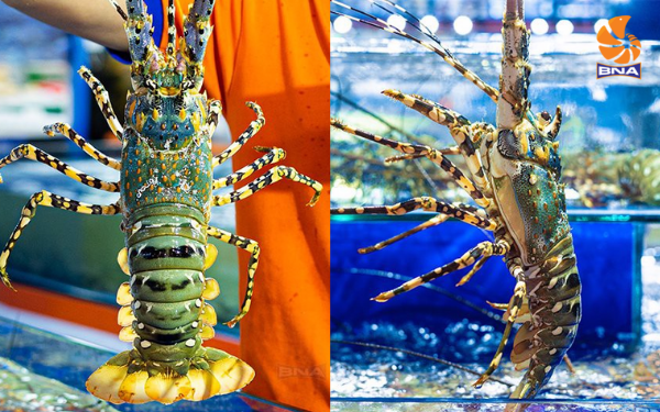 Cách chọn tôm tươi sống ngon