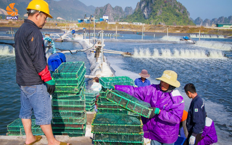 tôm sú muối ớt hồng kông