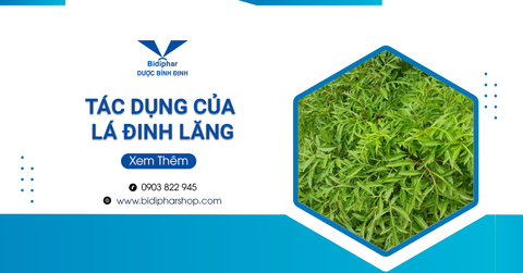 Tác Dụng Của Lá Đinh Lăng Là Gì? Nên Uống Không?