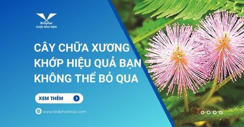cây chữa xương khớp