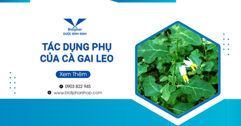 Tác Dụng Phụ Của Cà Gai Leo Là Gì? Uống Nhiều Cà Gai Leo Có Hại Không?