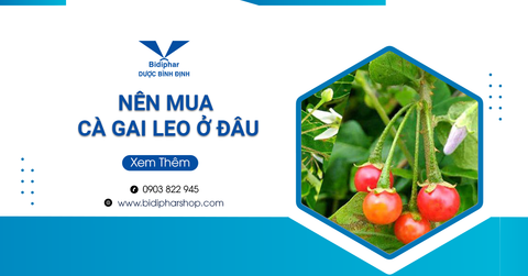 Nên Mua Cà Gai Leo Ở Đâu Để An Toàn, Chất Lượng