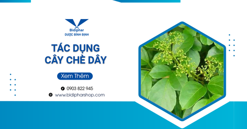 Tác Dụng Bất Ngờ Của Cây Chè Dây Đối Với Sức Khỏe