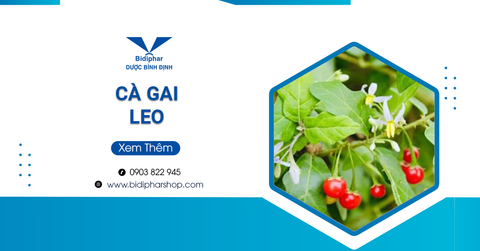 [Giải Đáp] Cà Gai Leo Có Tác Dụng Như Lời Đồn?