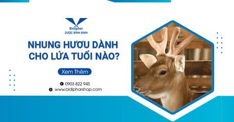Nhung Hươu Dành Cho Lứa Tuổi Nào? Tư Vấn Từ Chuyên Gia