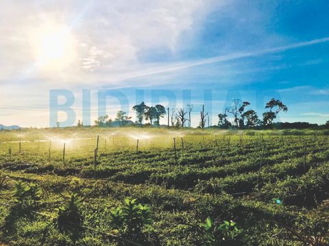 Bidiphar phát triển dược liệu sạch bền vững