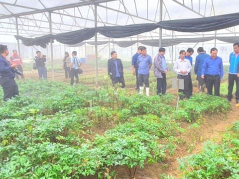 Vườn dược liệu An Lão, Bình Định