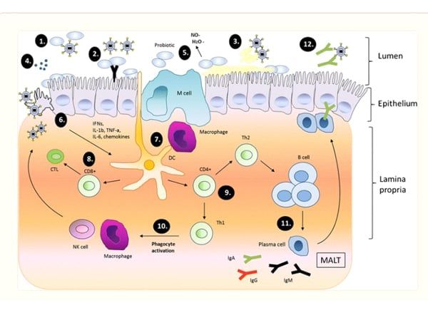 Tác dụng có lợi của men vi sinh trong nhiễm trùng đường hô hấp trên và cơ chế của chúng để chống lại mầm bệnh