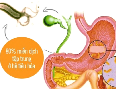 Mối liên hệ giữa Probiotic và sức khỏe tiêu hóa là gì?