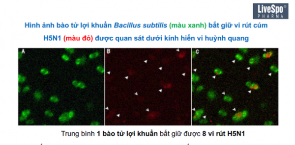Bào tử lợi khuẩn: Giải pháp mới cải thiện đề kháng cho đường hô hấp