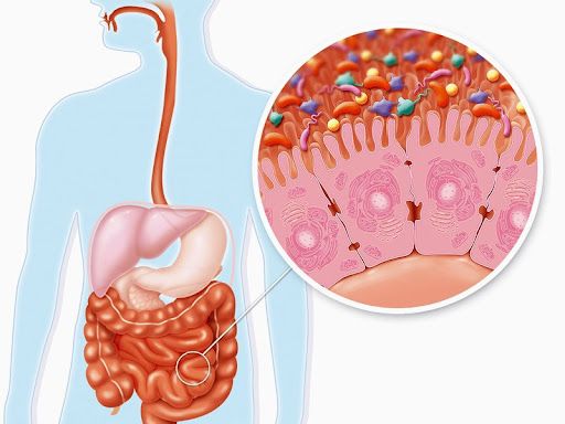 Men tiêu hóa là gì? Có phải ai cũng dùng men tiêu hóa được không?