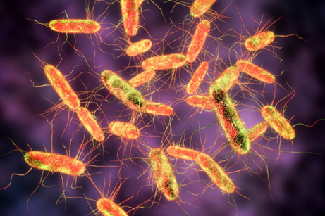 Nhiễm khuẩn Salmonella gây bệnh đường ruột