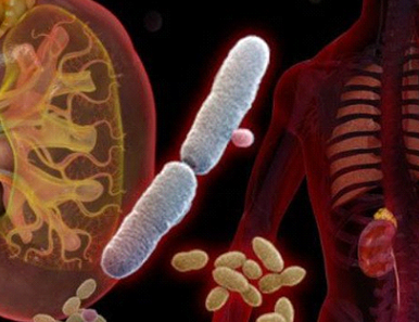 Màng sinh học của vi khuẩn và vai trò của chúng trong tái nhiễm trùng đường tiết niệu