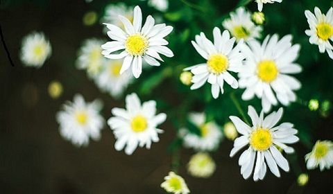Hoa cúc trắng và những tác dụng thần kỳ