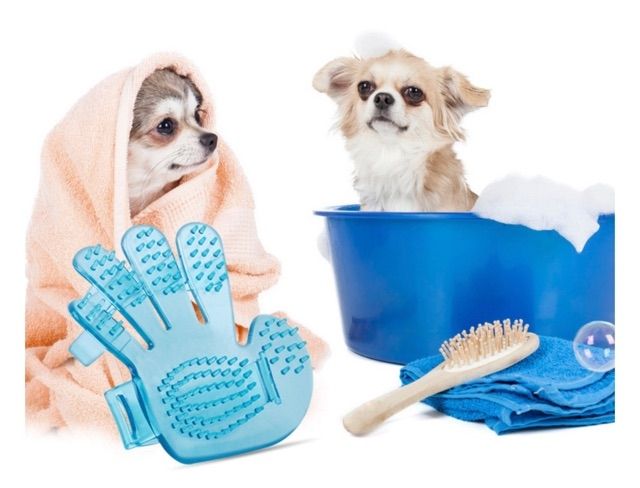 Hướng dẫn tắm chó tại nhà sạch sẽ, thơm lâu