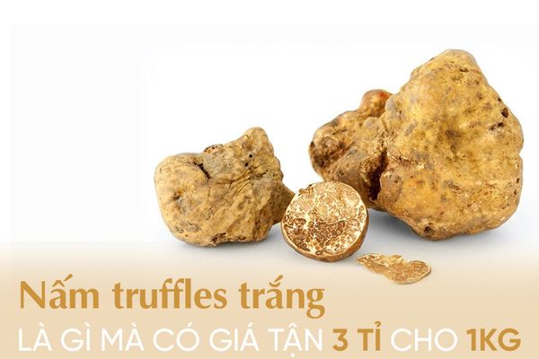 Nấm truffle trắng là gì mà có giá tận 3 tỷ cho 1kg?