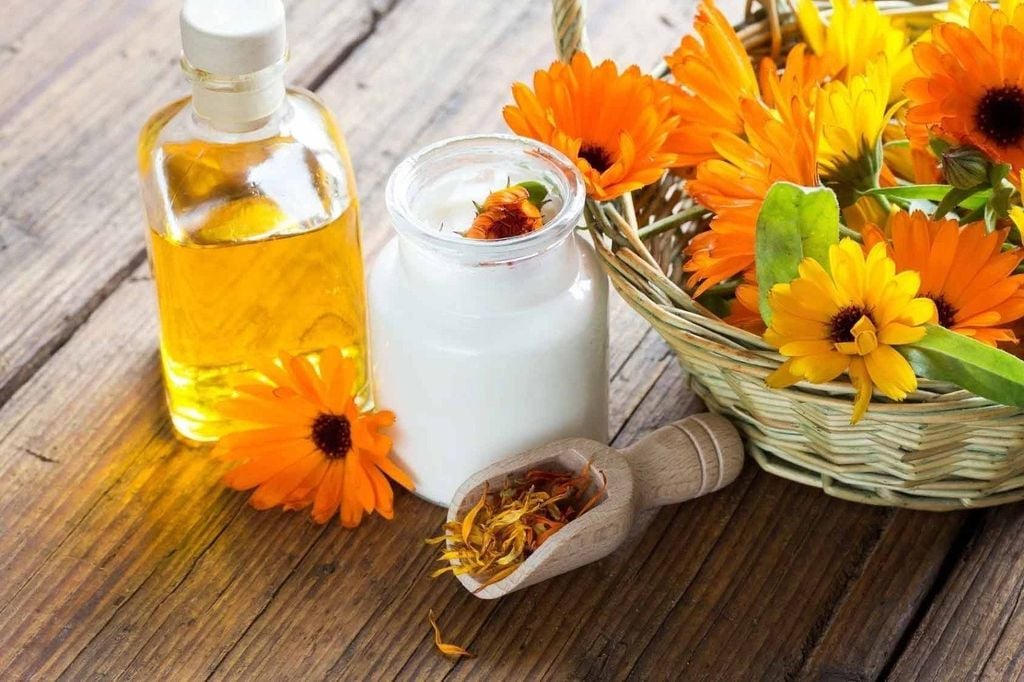 Hoa cúc calendula là thành phần nổi bật trong sữa tắm dưỡng trắng da