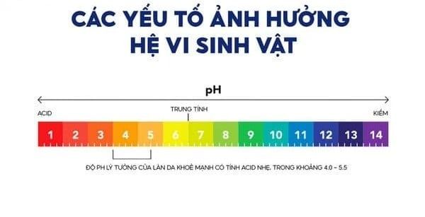 do-ph-li-tuong-cho-da