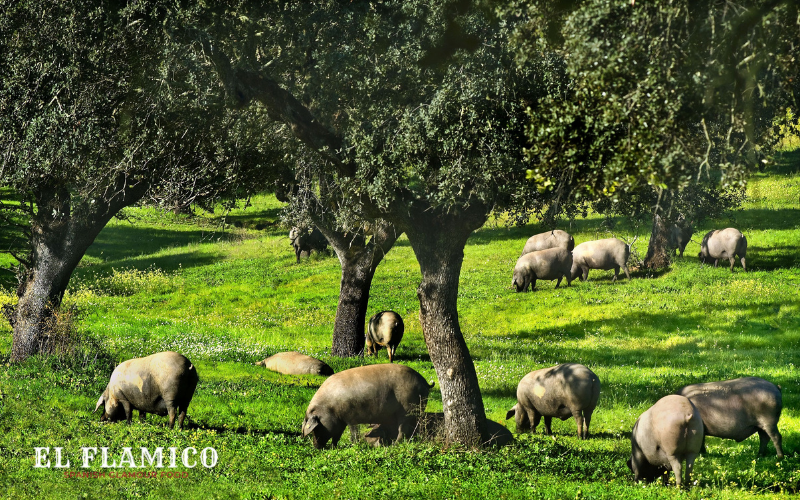 Thịt heo Iberico - một trong những loại thịt đắt nhất thế giới