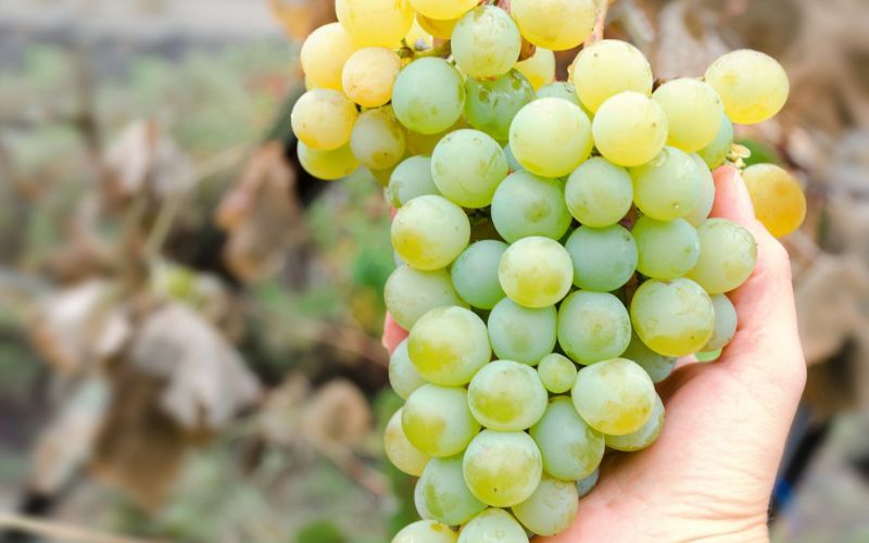 Giống nho Chardonnay - Nữ hoàng của vang trắng