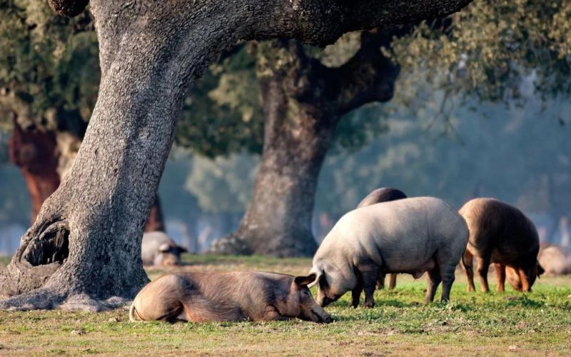Chất béo trong đùi heo muối Iberico có nhiều không?