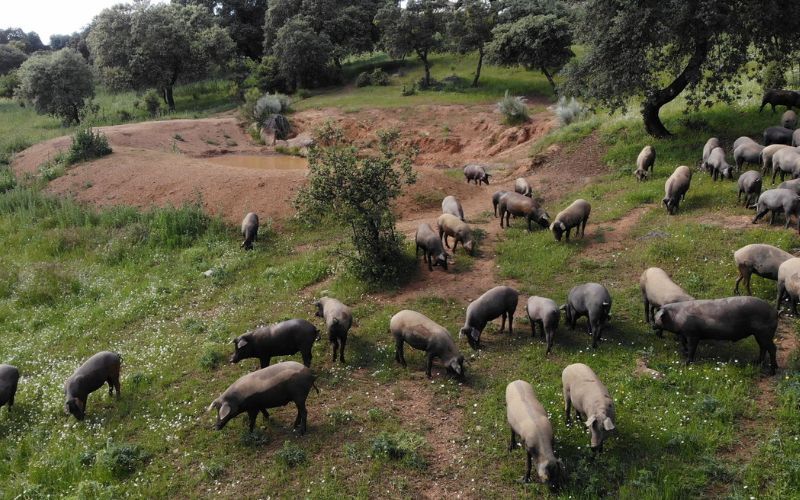 Heo đen Iberico khác với heo thông thường như thế nào?