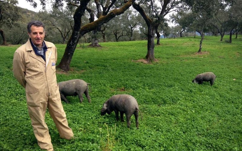 Khám phá về những người chăm lợn đen Iberico tại Tây Ban Nha