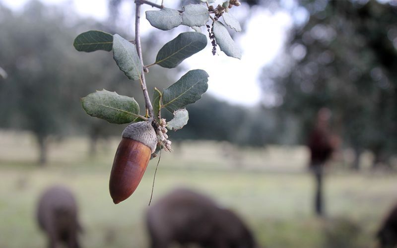 10+ lý do khiến giá thịt đùi heo muối Iberico Bellota chênh lệch