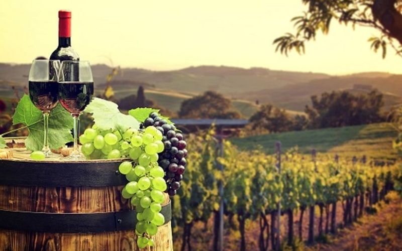 Terroir là gì? Terroir có ảnh hưởng gì đến chất lượng rượu vang?