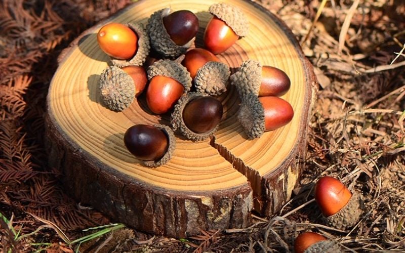 Quả sồi quan trọng thế nào trong chế độ ăn của heo đen Iberico