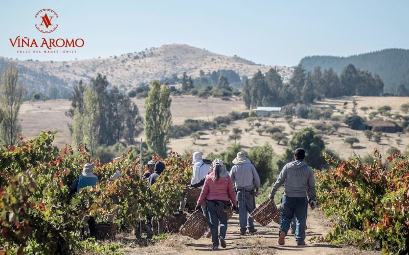 5 thương hiệu rượu vang Chile được săn đón trên thế giới