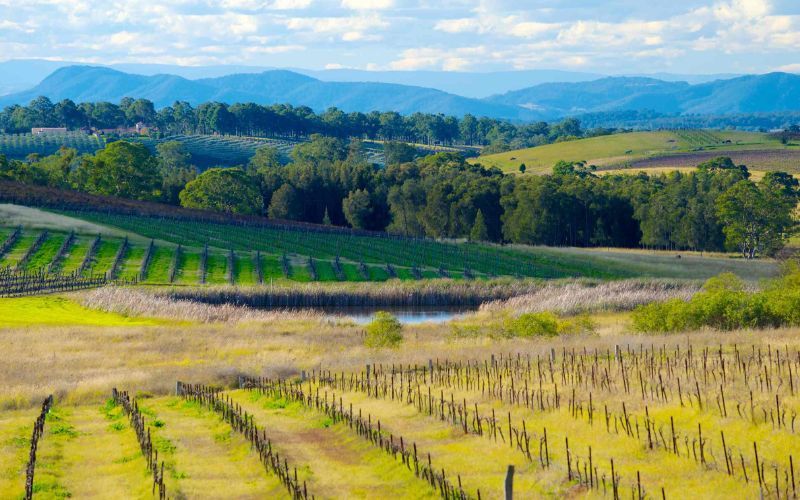 Top 5 vùng trồng nho nổi tiếng trên thế giới