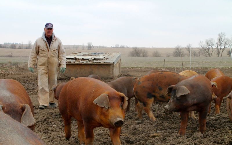 Đặc điểm của Duroc Ham và giống lợn này